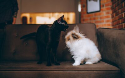 Can Rabbits Get Sick From Cats (Vet & Expert’s Opinion)