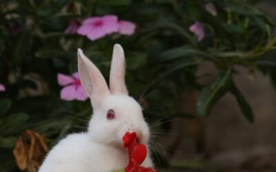 Do Rabbits Eat Balloon Flowers