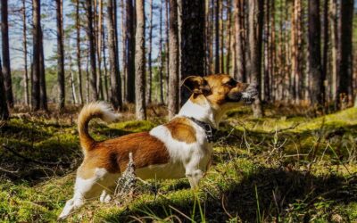 Can Domestic Dogs Survive In The Wild