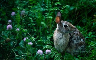 Can Rabbits Eat Gypsophila (Plant, Leaves, and Flowers)